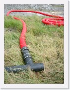 IMGP0963 * Wat ruist er door het struikgewas?